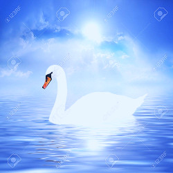 Beautiful White Swan On A Sky Background. Stock Photo, Picture And Royalty  Free Image. Image 2612809.
